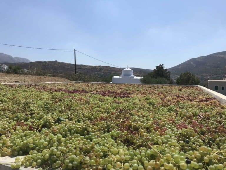 Saint'Anna Winery (1)