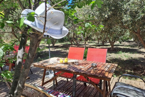 Naxos olive & home (1)